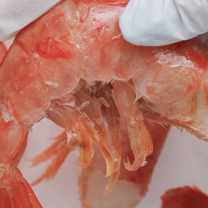 Langostinos c/cáscara cocidos (100grs )