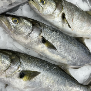 Anchoa de banco (kg.)