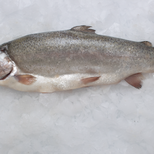 Trucha Salmonada (kg.)