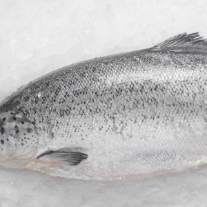 Salmón blanco del sur