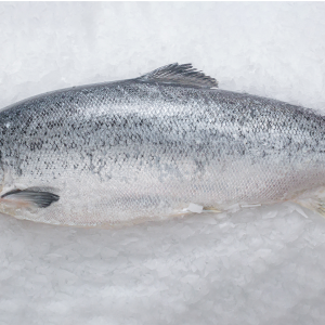 Salmon blanco (kg.)