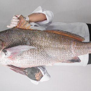 Corvina negra Entera (kg.)