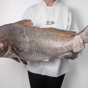 Corvina (kg.)